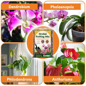 DANGKELILI epiphytic bromeliads thriving with airy potting mix.