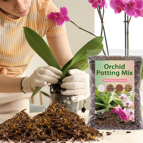 DANGKELILI orchid potting mix versatile for Phalaenopsis and other orchids.