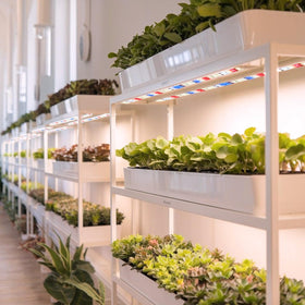 Danhh strip emits sunlike spectrum to illuminate indoor plants