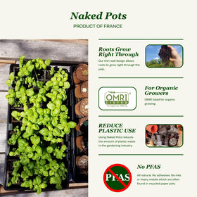 Daniel's Plants 2in naked pots top view highlights compact design