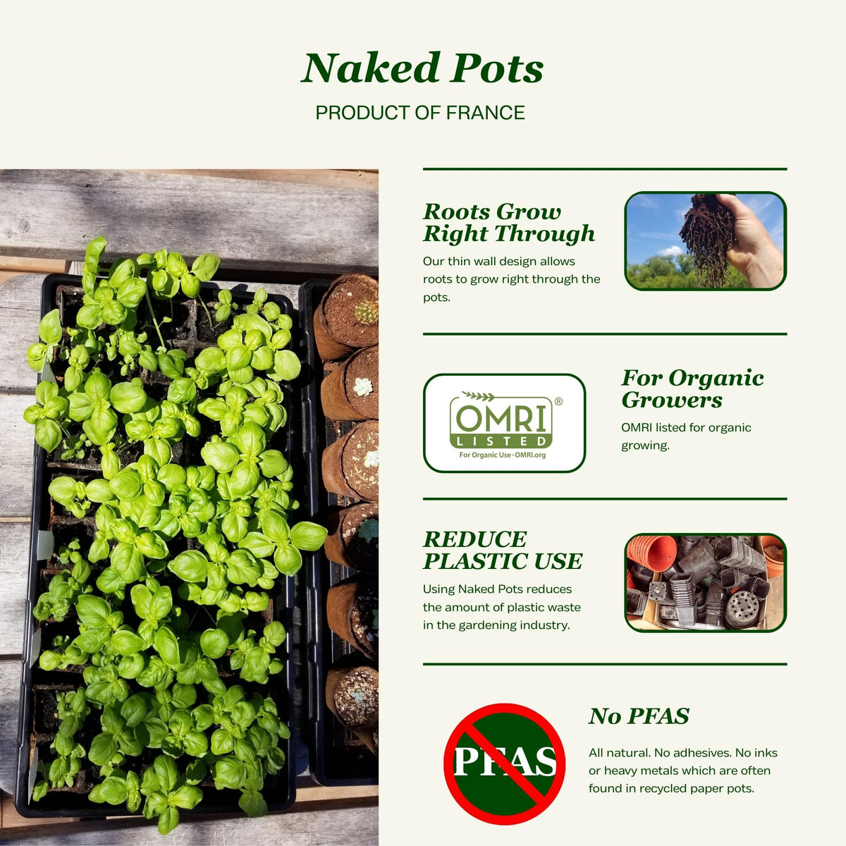 Daniel's Plants 2-inch naked pots root growth promotes healthy roots