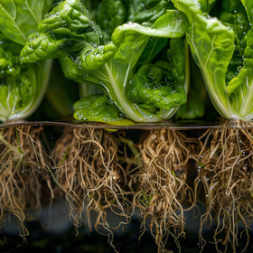 Inline installation of Danner Supreme Hydro-Mag in a hydroponic system.