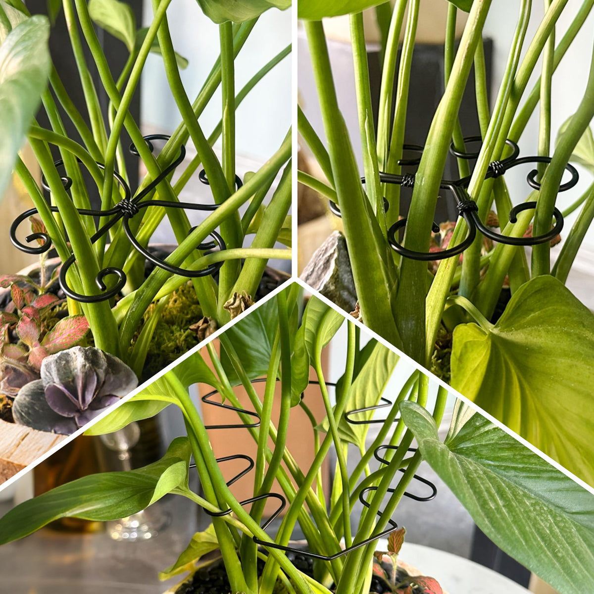 Danqgogoiu gift-ready plant accessory for plant lovers and homes