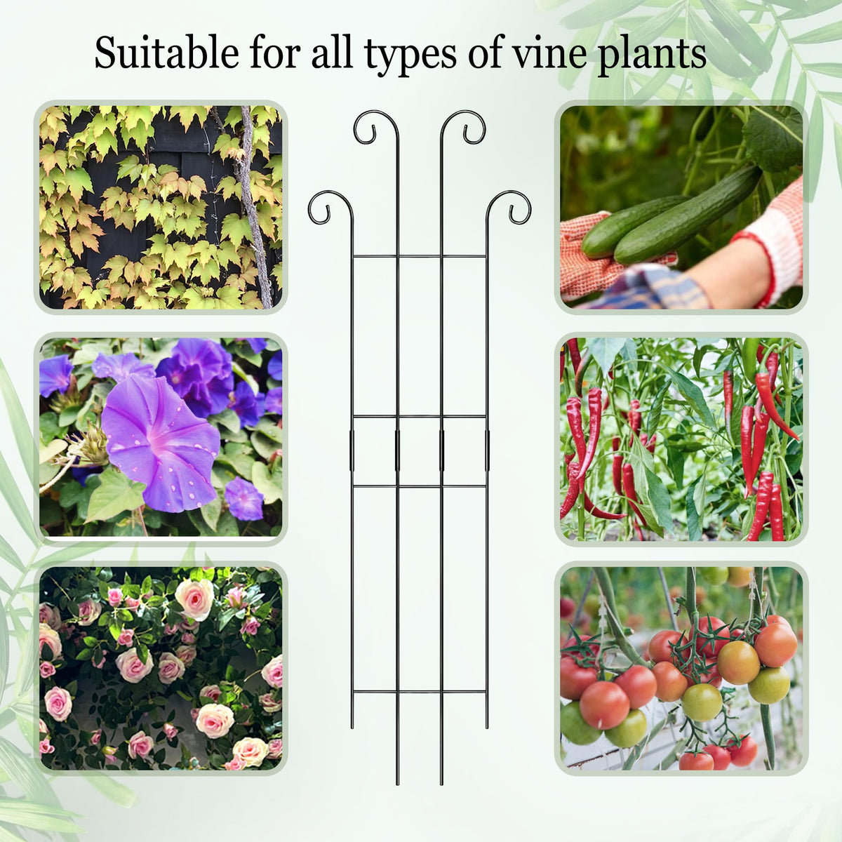 Danqgogoiu Hoya plant climbing trellis in a decorative setup