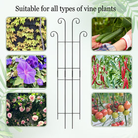 Danqgogoiu Hoya plant climbing trellis in a decorative setup