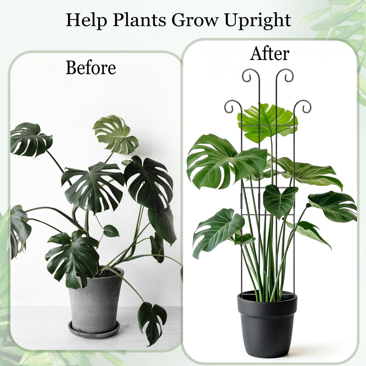 Danqgogoiu Monstera climbing with tall trellis for upright growth