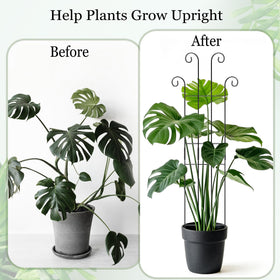 Danqgogoiu Monstera climbing with tall trellis for upright growth