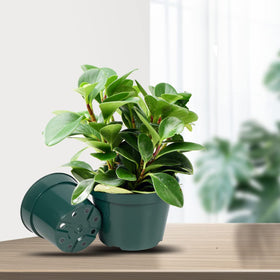 DAPERCI 6-inch green nursery pot base designed for stability.