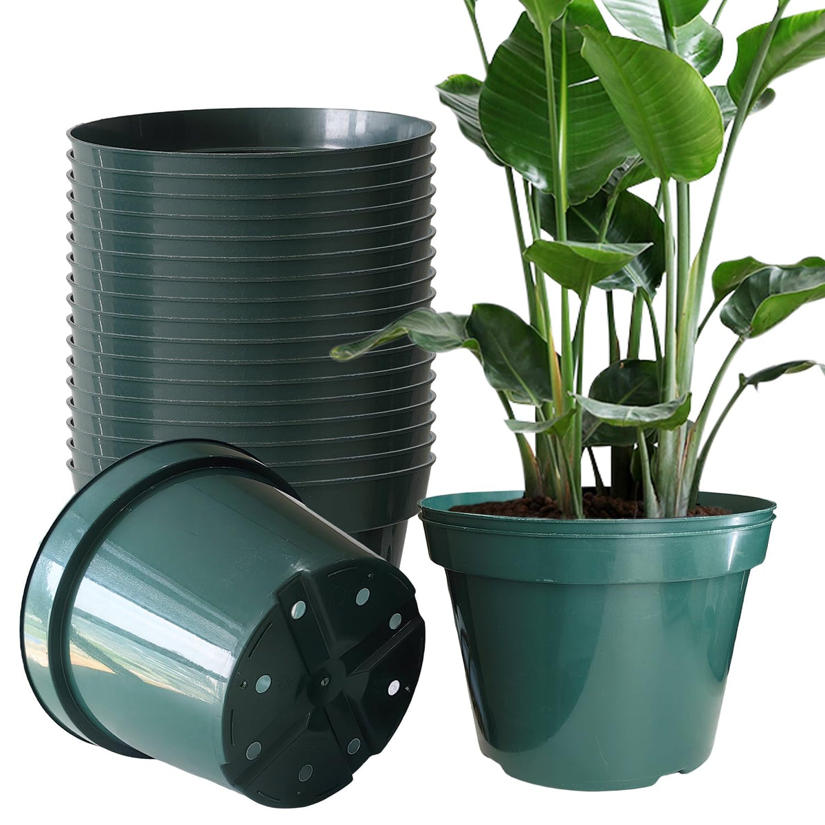 DAPERCI RooTrimmer 8-inch pot front view, sturdy for outdoor and indoor use.