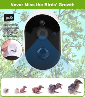 Daulpell Smart Bird House solar panel powers outdoor monitoring in any weather.