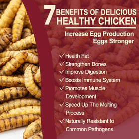 DE AVILA BSF larvae are protein-rich for stronger muscle and plumage