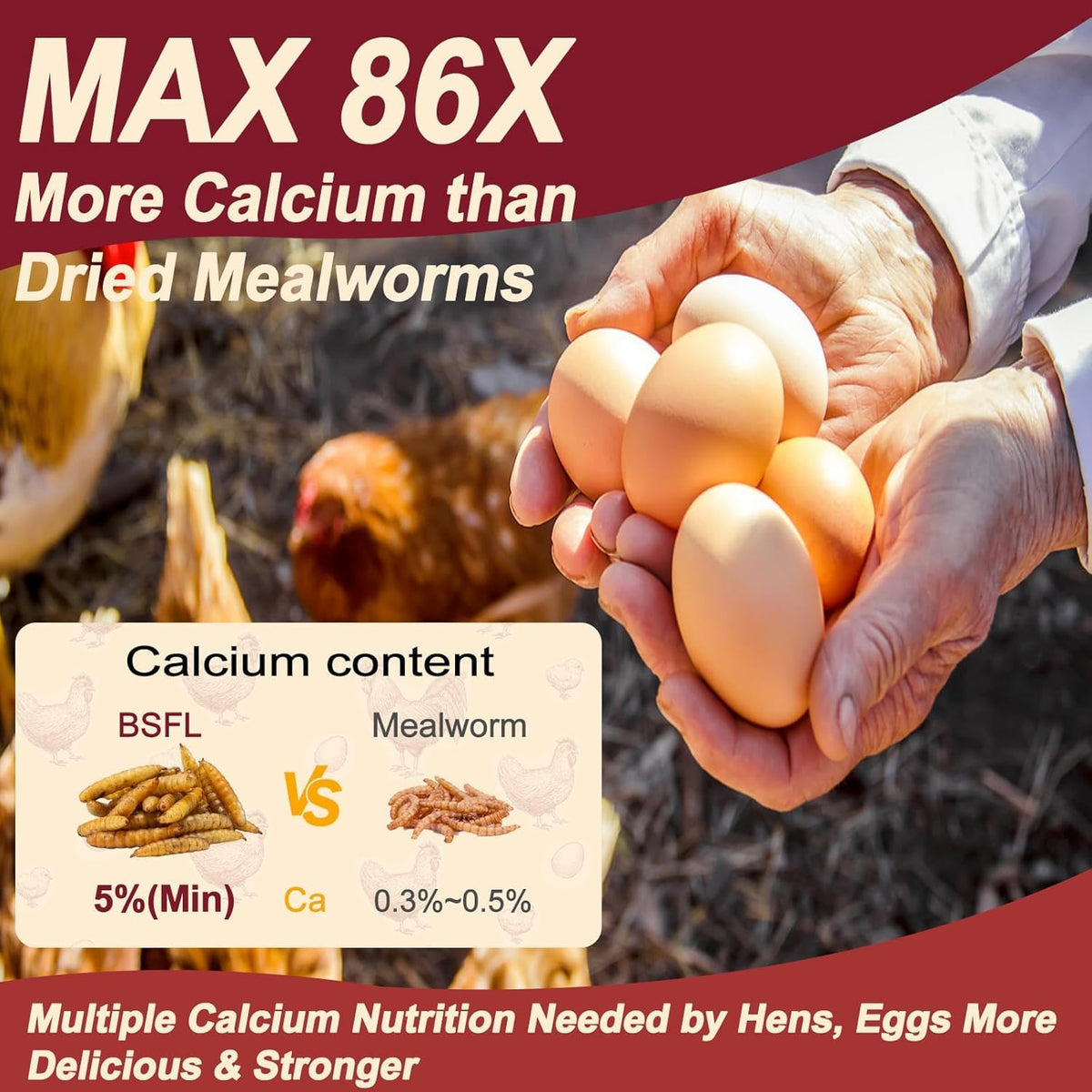 DE AVILA hand-selected BSF larvae ensure quality and freshness for poultry