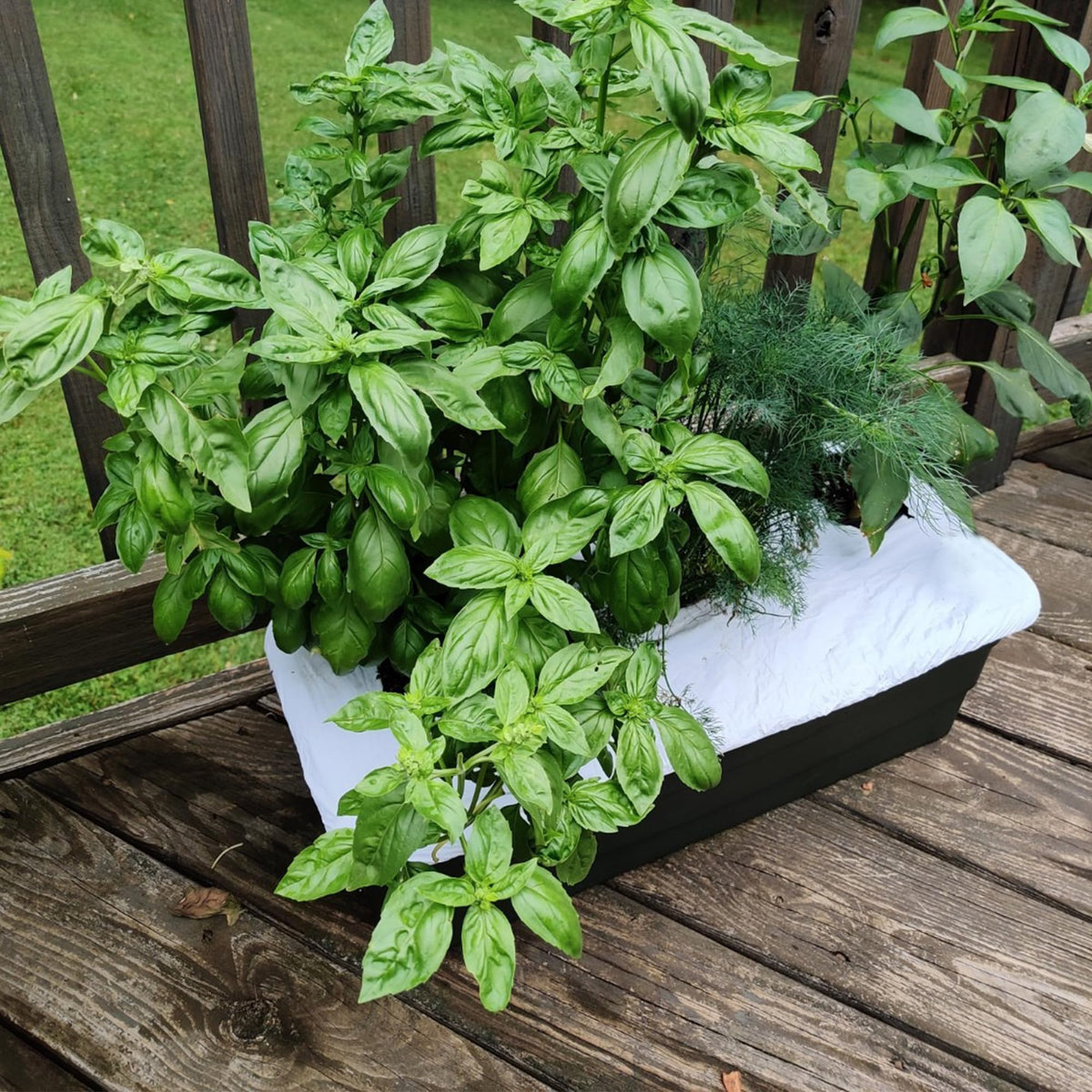 DECOHS garden setup with white rectangular planter box cover