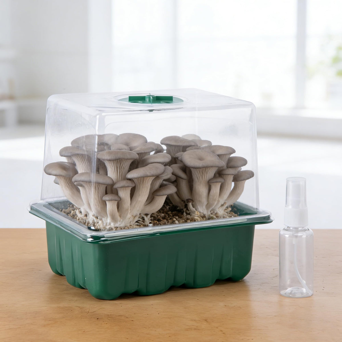 DECOHS Monotub transparent lid allows real-time observation of growth.