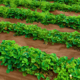 DECOHS weed barrier supports eco-friendly garden practices without harsh treatments