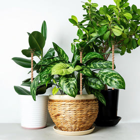DECYOOL compatible with pots, beds, and greenhouses for growth support.