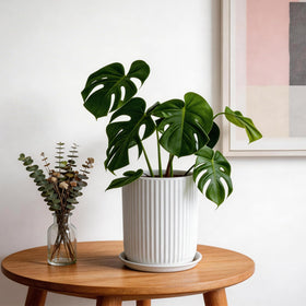 Deep Dream ceramic pot with drainage hole and saucer for healthy watering