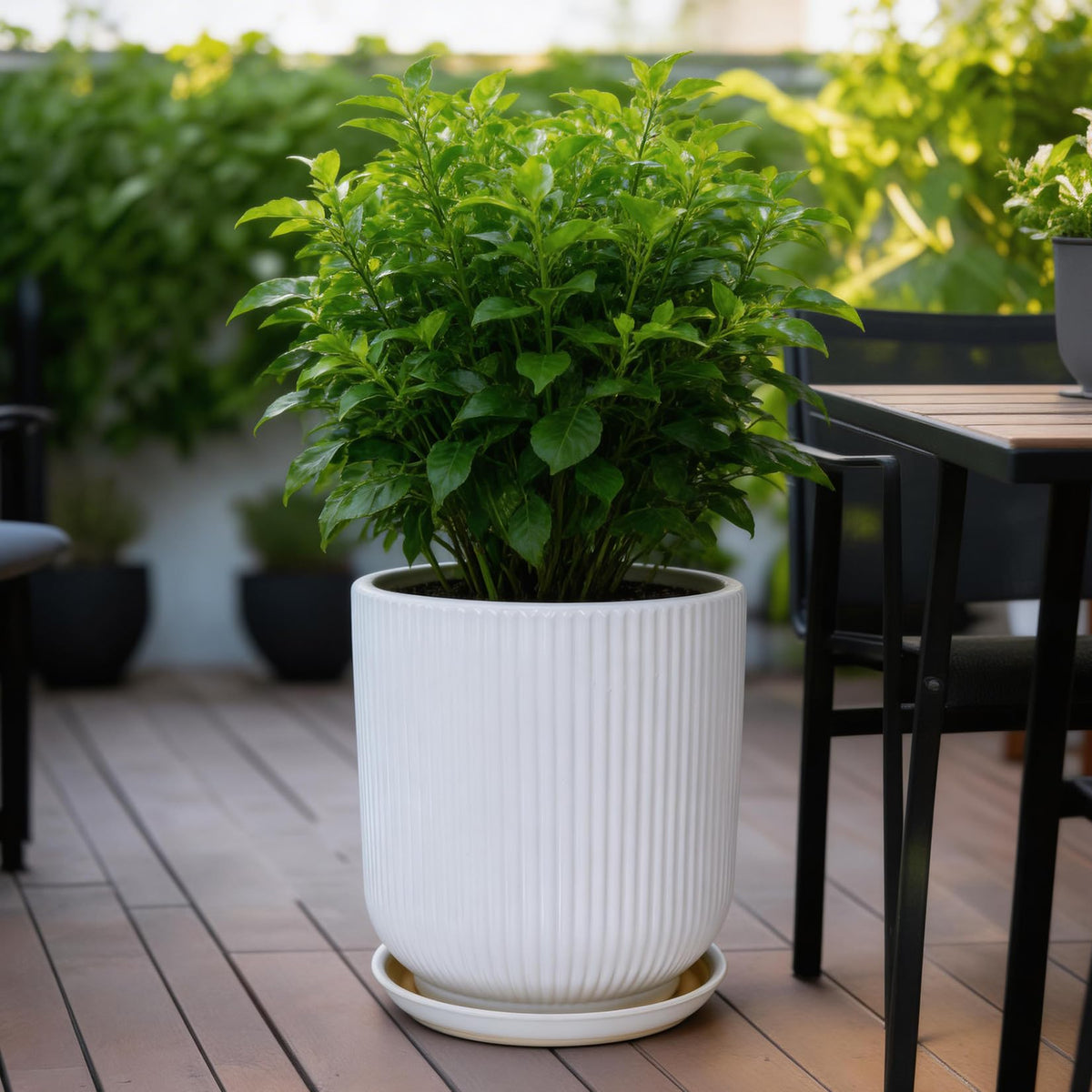 Ceramic pot features drainage holes and a tray for moisture control.