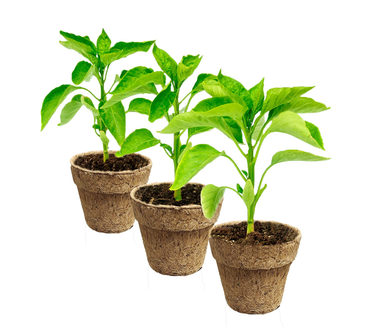 Deepthi herb seedlings thriving in biodegradable coir peat cups.