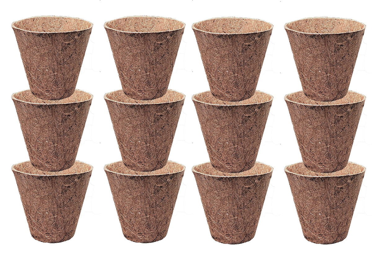 Deepthi seedling in a 3-inch coir pot ready for gentle growth and transplanting.