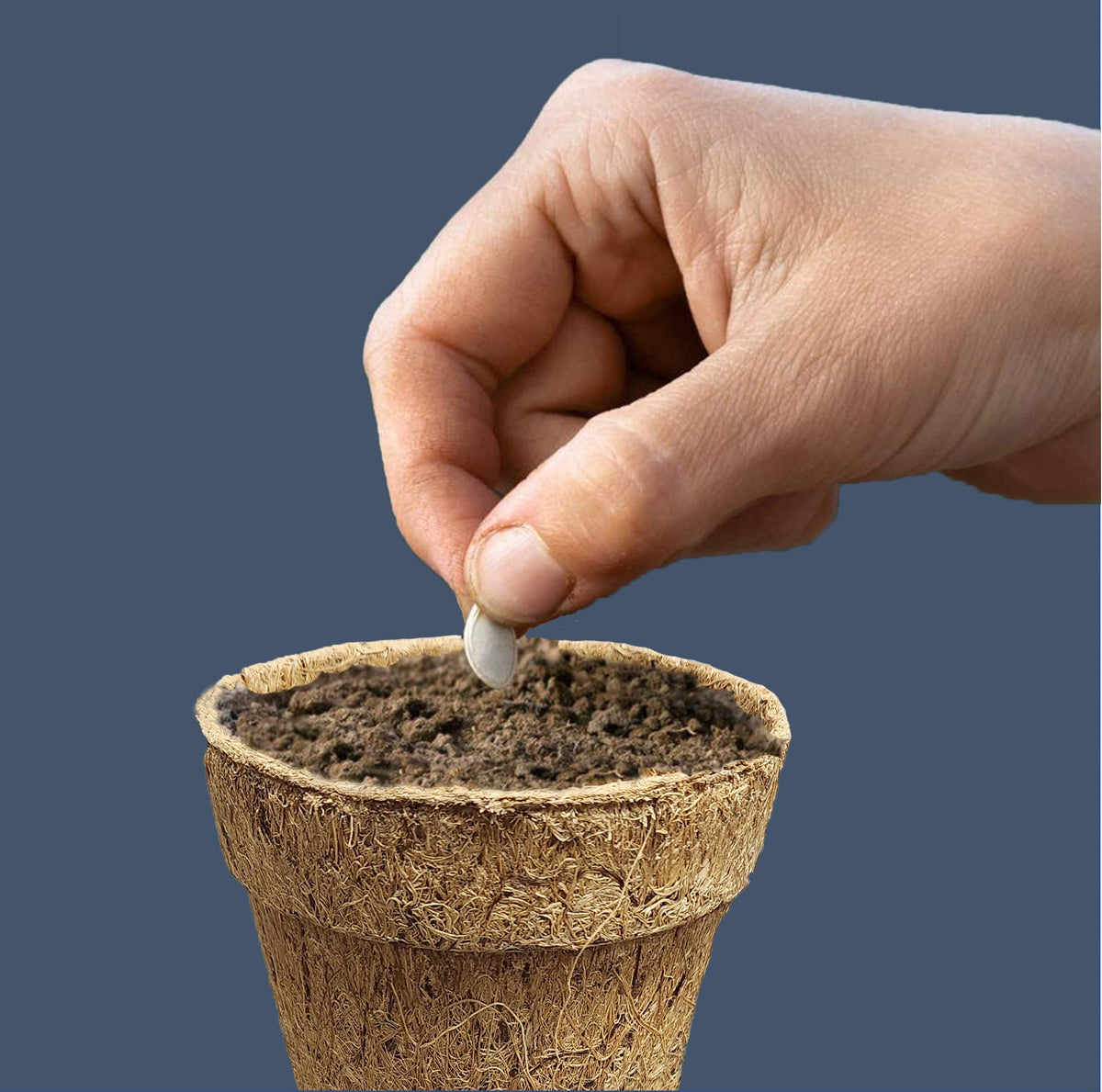 Deepthi transplant-ready pot showing direct-to-soil planting from the cup.