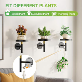 DELLAN vertical garden display for diverse plants.