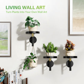 DELLAN wall plant holder window placement by window for sunlight access.