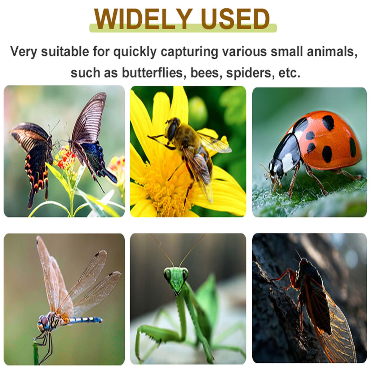 DelloidMaz child-friendly educational tool for home, classroom, or garden adventures