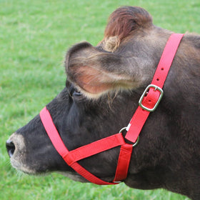 Derby Originals pink nylon halter showing figure-8 design for versatile livestock use