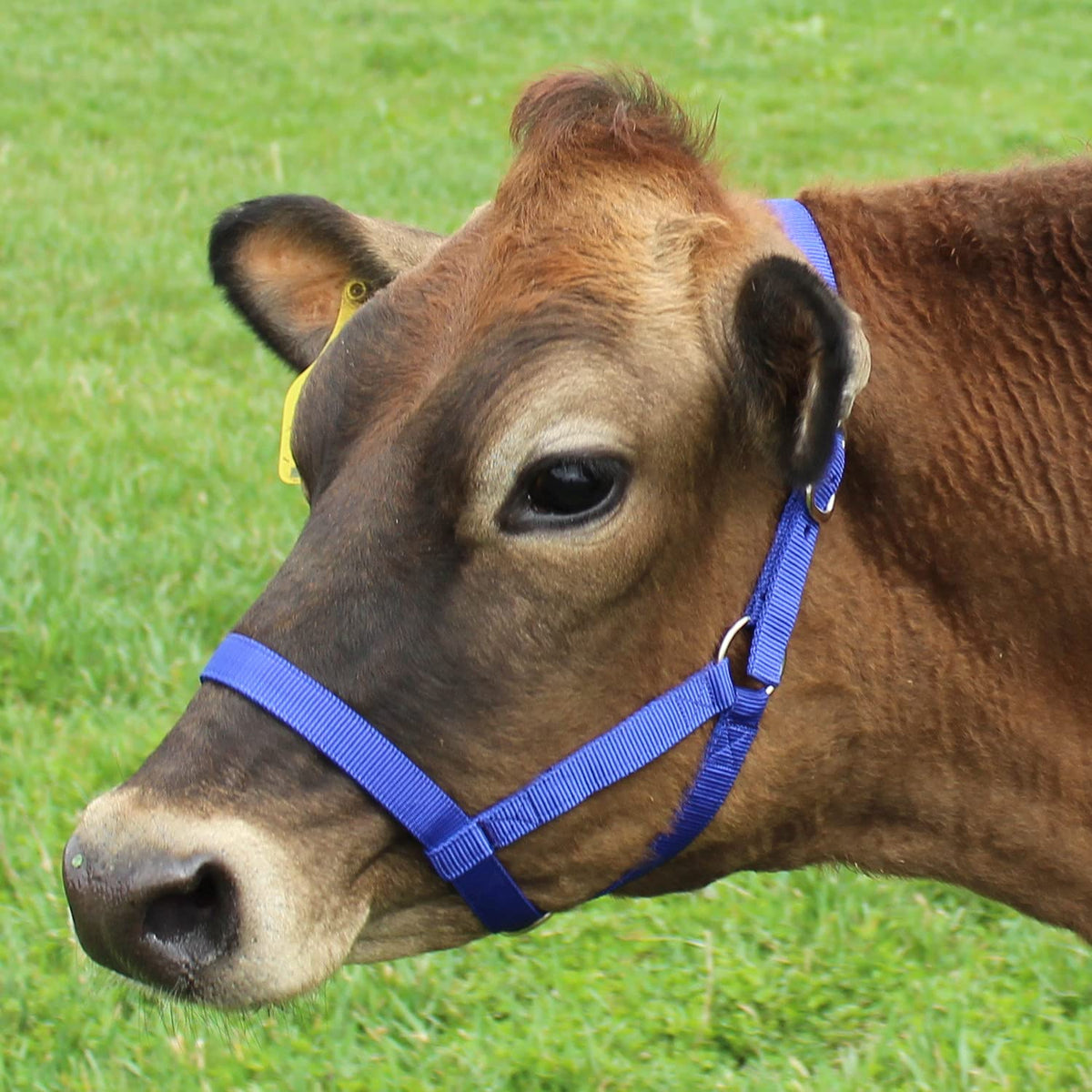 Derby Originals pink nylon cattle halter with durable hardware for long-lasting use