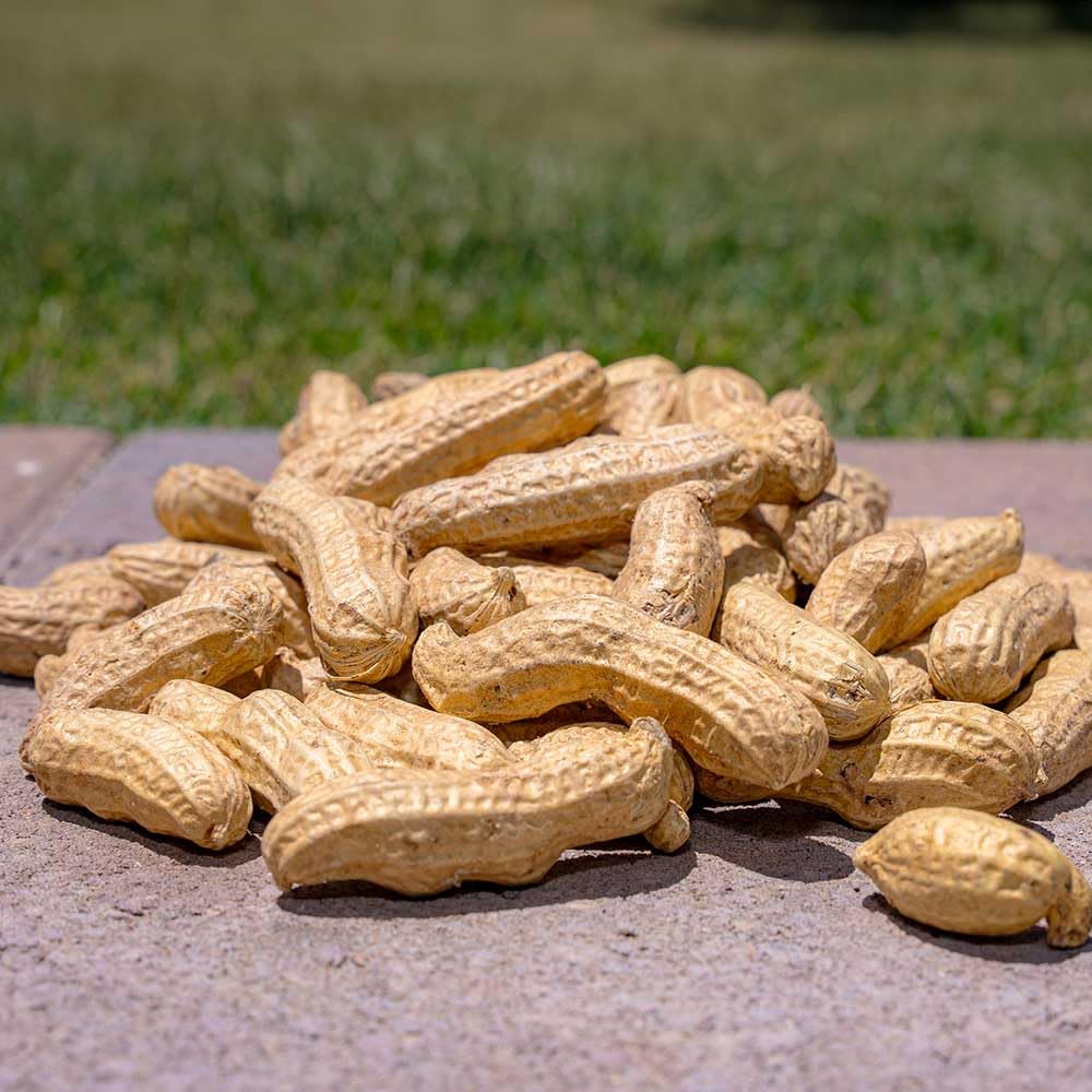 Desert Valley Supply peanuts at a backyard wildlife feeding station.