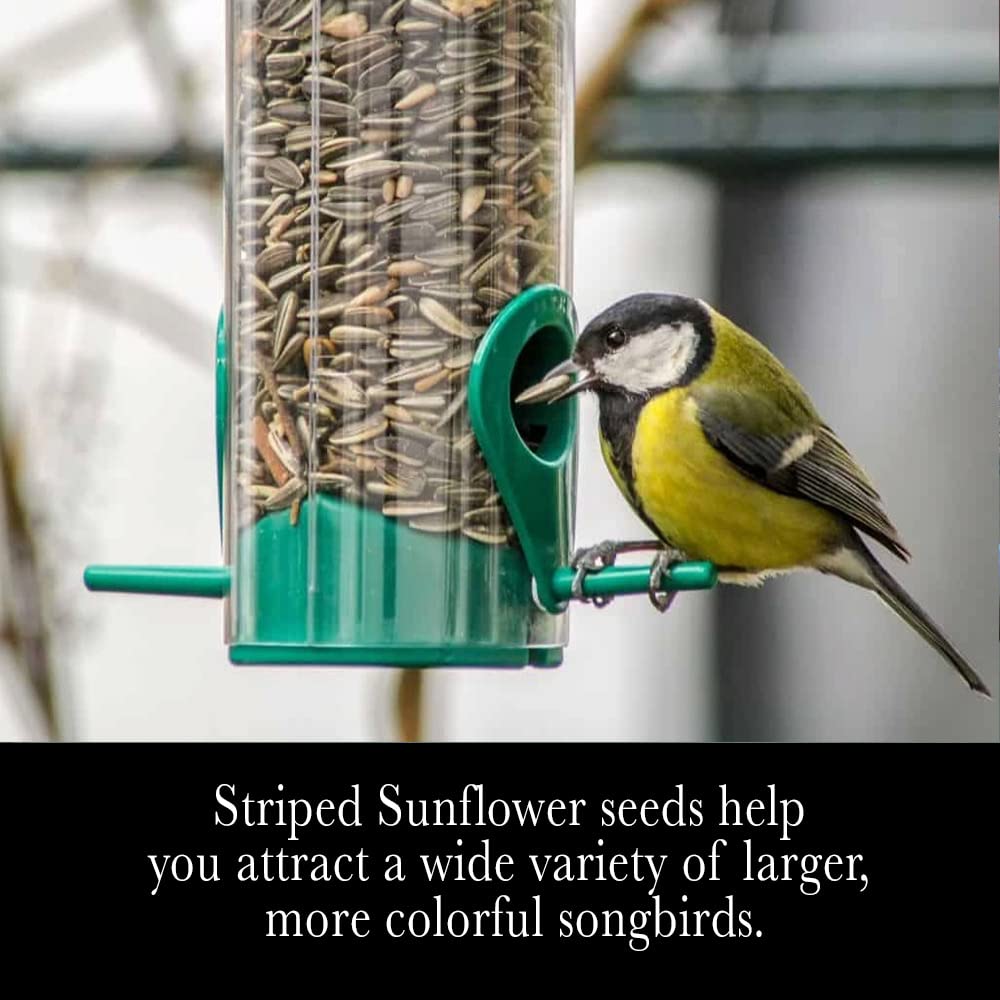Desert Valley Supply USA-grown seeds highlighting local farming and freshness