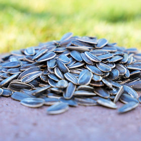 Desert Valley Supply birds at feeder attracted by premium striped seeds