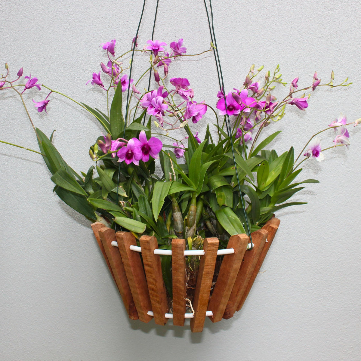 Desquiggle basket includes mesh for secure root support.