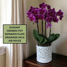 DESQUIGGLE orchid pot with woven string design for elegant display.