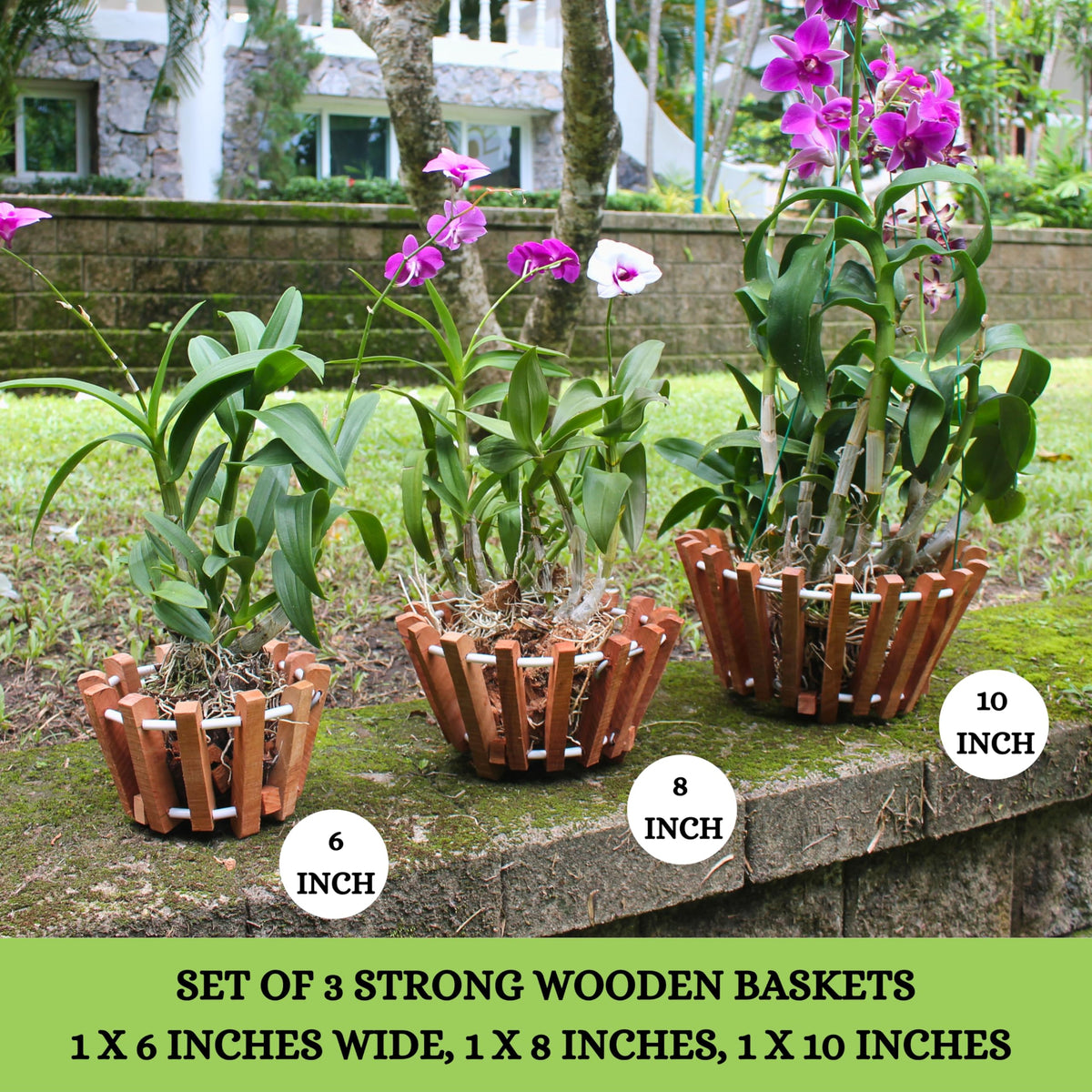 Desquiggle 8-inch orchid basket compact size for smaller plants.