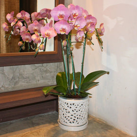DESQUIGGLE orchid pot suitable for indoor or outdoor use.