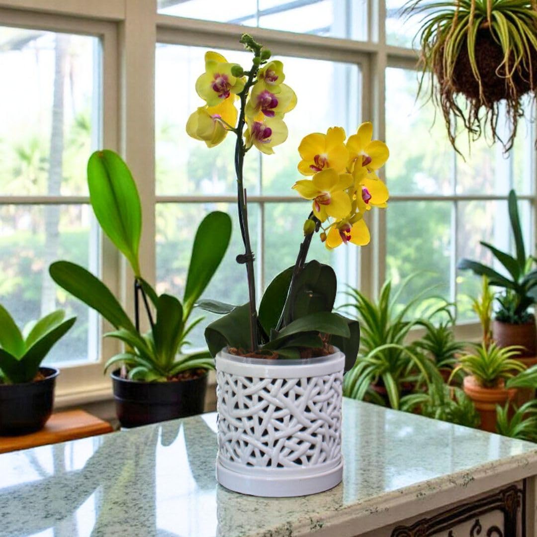DESQUIGGLE orchid pot includes plastic raisers to prevent water pooling.