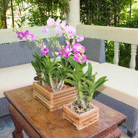 DESQUIGGLE teak wood crafted by Thai orchid growers for durable tropical styling