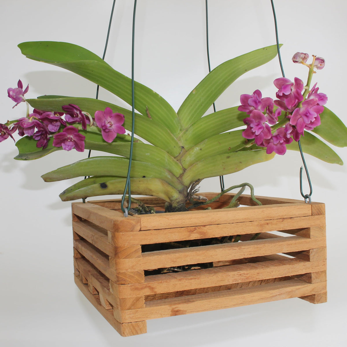 DESQUIGGLE outdoor-friendly hanging garden display with slatted airflow
