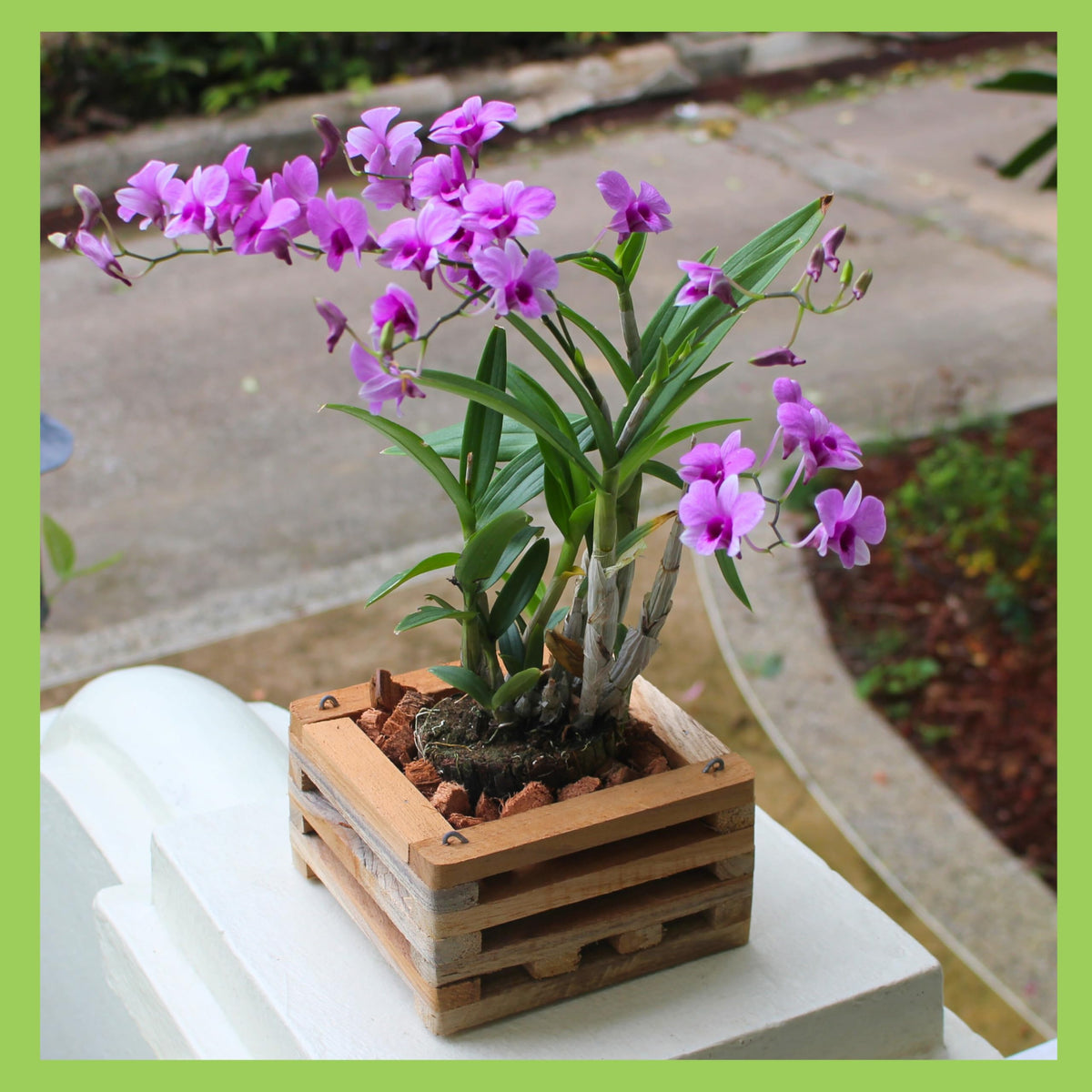 DESQUIGGLE breathable slat design mimics natural orchid habitats for healthy growth