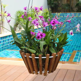 Desquiggle baskets suitable for vandas, cattleyas, dendrobiums outdoors.