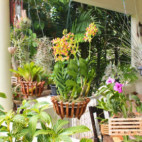 DESQUIGGLE versatile for orchids and other hanging plants.