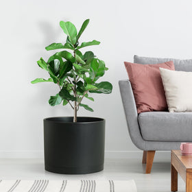 DGJDLWHX-lightweight-durable-plastic pot is easy to move without breaking.