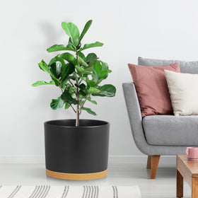 DGJDLWHX lightweight durable plastic pots are easy to move.