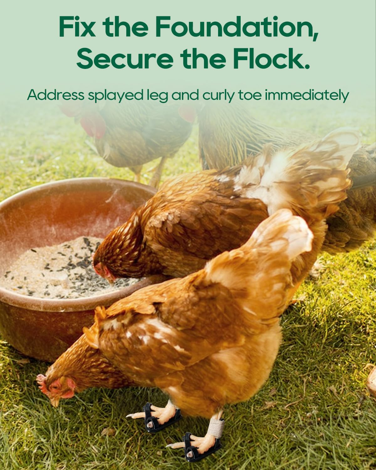 DHOEM complete poultry care kit in box for on-hand care.