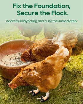 DHOEM complete poultry care kit in box for on-hand care.