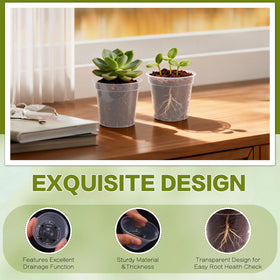 DI QIU REN clear pot ideal for seed starting and early succulent care.