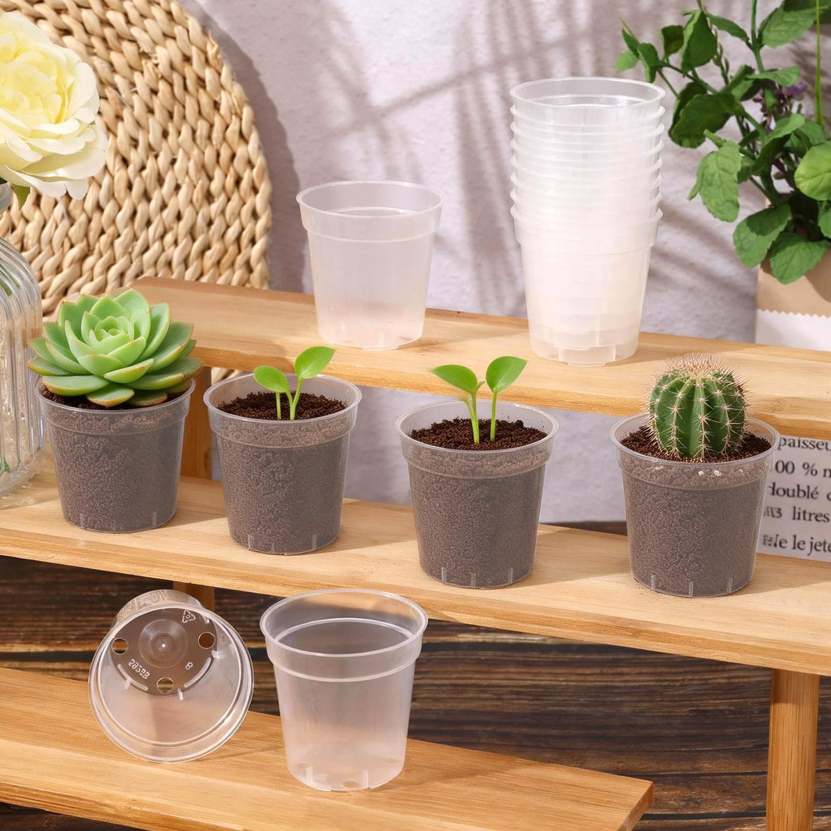 DI QIU REN propagation-friendly pots help nurture succulent cuttings and clones.