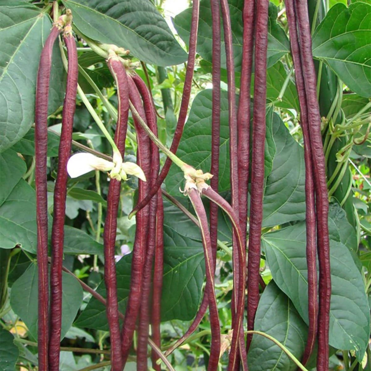 DIASPORA ASIAN SEEDS Harvested red long beans ready for cooking